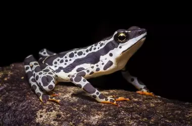Perú: Un Tesoro de Biodiversidad en sus Áreas Protegidas