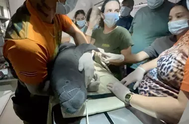 El rescate inaudito de un manatí bebé en Costa Rica: un desafío por la supervivencia