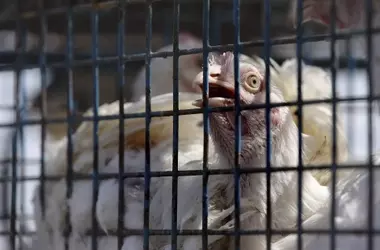 Iniciativa ciudadana demanda a la Comisión Europea por el bienestar animal