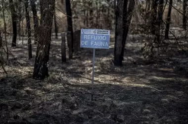 Europa: Bosques Enfrentan Amenazas Crecientes por Incendios y Plagas