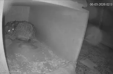Celebración en Zarza de Granadilla por el nacimiento de los primeros cachorros de lince ibérico de la temporada