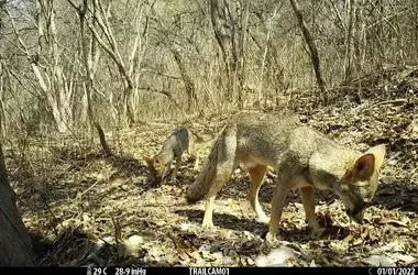 La Deforestación Tropical Altera el Rol de Carroñeros