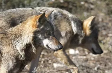 El TSXG rechaza la caza de lobos por falta de evidencia de ataques al ganado