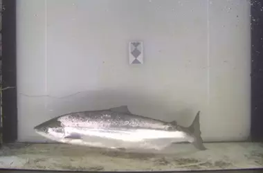 Primer Salmón de la Temporada en el Urumea: Un Hilo de Esperanza para la Recuperación de la Especie