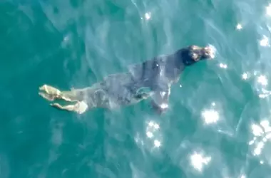 Cría de Foca Gris Rescatada en Asturias Regresa al Mar con Éxito
