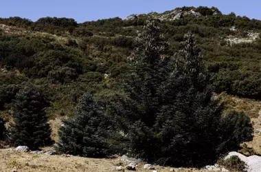 Aragón impulsa la conservación del pinsapo andaluz con una masiva reforestación