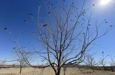 Árboles adaptados a la escasez de agua, paradójicamente más frágiles ante sequías futuras