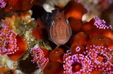 Chile Extiende Protección Marina a Más del 50% de sus Aguas