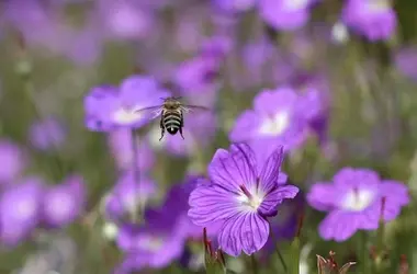 La siembra de flora en campos en barbecho potencia la biodiversidad