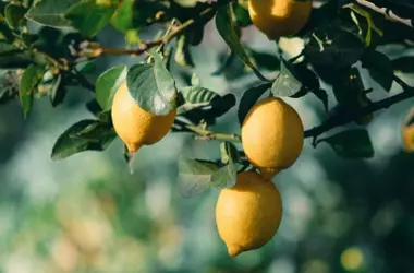 Cultiva Limoneros en Casa: Técnica para Cosechas Abundantes en Balcones y Terrazas