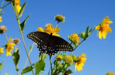Flores en Barbechos: Un Impulso Vital para la Biodiversidad Agrícola