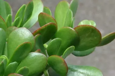 Secretos para Revitalizar tu Árbol de Jade: Cómo Evitar Hojas Marrones