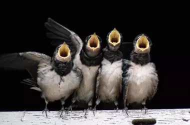 SEO/BirdLife Denuncia la Destrucción de Nidos de Aves Migratorias en Extremadura
