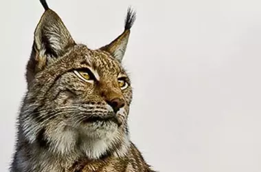 La Recuperación Asombrosa del Lince Ibérico en la Península: Un Éxito de Conservación