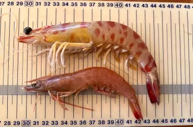 El Mediterráneo se calienta y el camarón café se extiende: un reto para la biodiversidad marina