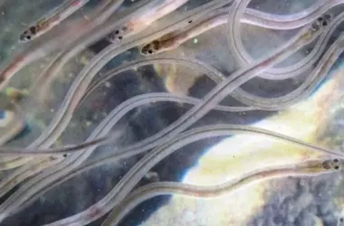 La Anguila Europea en Peligro Crítico: Un Llamado Urgente a la Acción