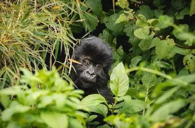 Esperanza en el Parque Virunga: Nuevo Nacimiento de Gorila de Montaña
