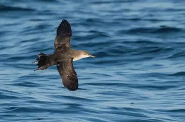 SEO BirdLife advierte sobre el impacto de parques eólicos en la pardela balear