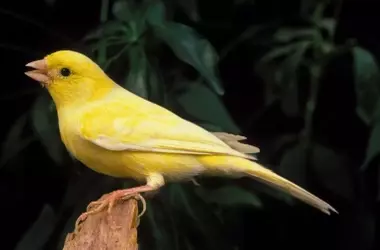 Descubren que el canto de los pájaros es clave para descifrar el lenguaje humano y los neurocientíficos estallan de emoción: un hallazgo inaudito
