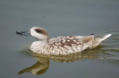 Base de datos global para la identificación de aves por sonido: una herramienta para el monitoreo de la biodiversidad