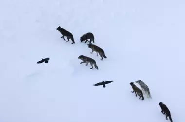 Cuervos y Lobos: Una Alianza Inesperada en la Búsqueda de Alimento