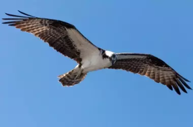 El Quebrantahuesos Renace en la Sierra de Ávila: Un Éxito en la Recuperación de Especies Amenazadas