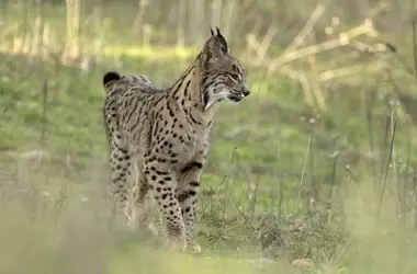 Andújar celebra el Mes del Lince Ibérico con actividades y turismo de naturaleza