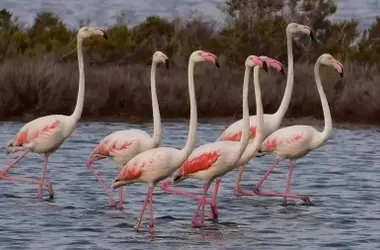Tendencias Invernar de Aves Acuáticas en Baleares: Un Reflejo de la Salud de los Humedales