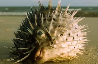 Hallan Especies Tropicales en Aguas Gallegas: Señales de la Tropicalización Oceánica