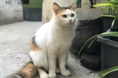 El Enigma Felino Revelado: La Ciencia Explica por Qué los Gatos Siempre Aterrizan de Pie