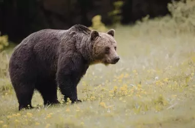 El Regreso Triunfal del Oso Pardo a las Montañas Ibéricas: Una Historia de Superación y Esperanza