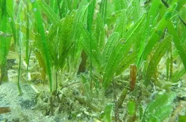 Descubrimiento de Nueva Especie Marina Invasora en las Costas Baleares