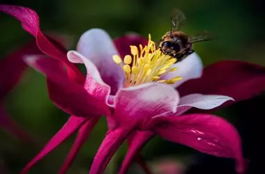 Iniciativa BeeConnected SUDOE Contra el Declive de Polinizadores en Europa