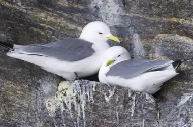 SEO/BirdLife lanza censos nacionales para especies de aves en declive en toda España