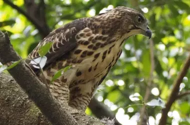 Los centros de recuperación de fauna silvestre de Galicia atienden a miles de animales de diversas especies