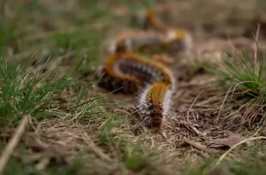 Depredación de la procesionaria del pino por carnívoros: un descubrimiento en Doñana
