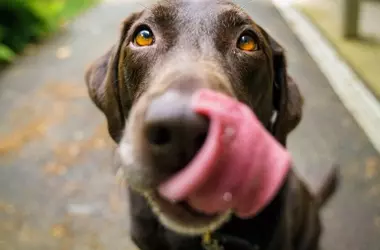 Descifrando el Lenguaje Canino: Más Allá de los Lametones Afectuosos