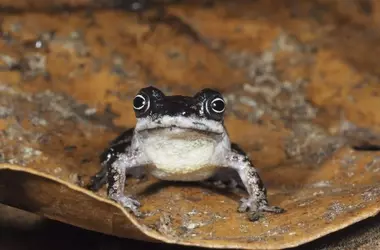 Nuevos Anfibios Desvelados en la Selva Amazónica Ecuatoriana