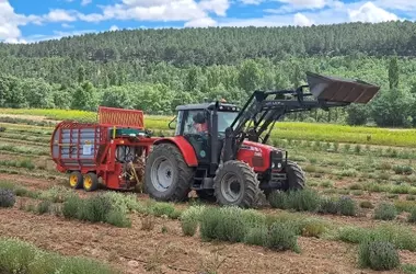 Los Aceites Esenciales: Un Balm para la España Rural y un Escudo contra Incendios