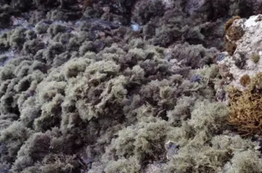 Investigación sobre el alga Gelidium canariense frente a la crisis climática