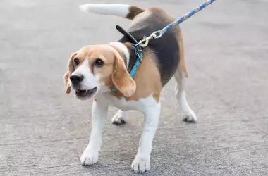 La Profundidad de la Relación Humano-Canina: Explorando el Vínculo y el Descanso Compartido