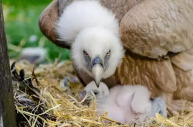 Esfuerzos voluntarios salvaguardan rapaces en el Parque Natural de Llevant