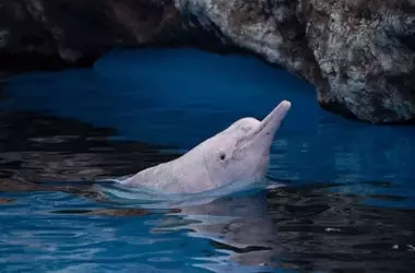 Contaminación Electrónica Amenaza a la Fauna Marina en Hong Kong