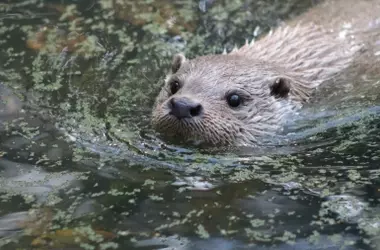 El Regreso Triunfal de la Nutria Europea al Río Manzanares: Un Símbolo de Recuperación Ambiental
