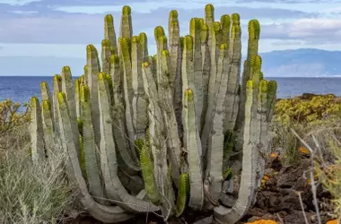 Descubrimiento de un Cardonal Fósil de 312.000 Años en Tenerife: Claves de la Evolución Vegetal