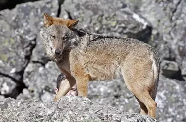 Cantabria y La Rioja intensifican la caza del lobo, en contraste con las anulaciones del Tribunal Supremo