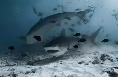 Tiburones Toro: Una Sociedad Submarina Tan Compleja Como la Humana