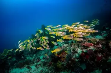 Microplásticos Afectan a Peces en Islas Remotas del Pacífico: Un Llamado a la Acción Global