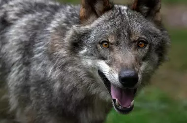 El lobo ibérico, una especie vulnerable en España según la UICN