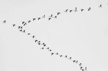 Impacto de los Pesticidas en las Aves Agrícolas: Un Análisis Profundo